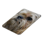 Brussels Griffon Magnet Magneet (Linkerzijde)