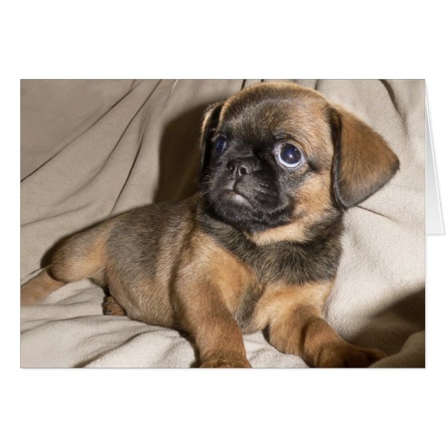 Brussels Griffon Puppy! (Voorkant Horizontaal)