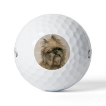 Brusselse Griffon