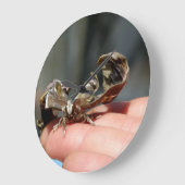 Brutaal Insecten Foto Baby Vlinder Grote Klok (Hoek)