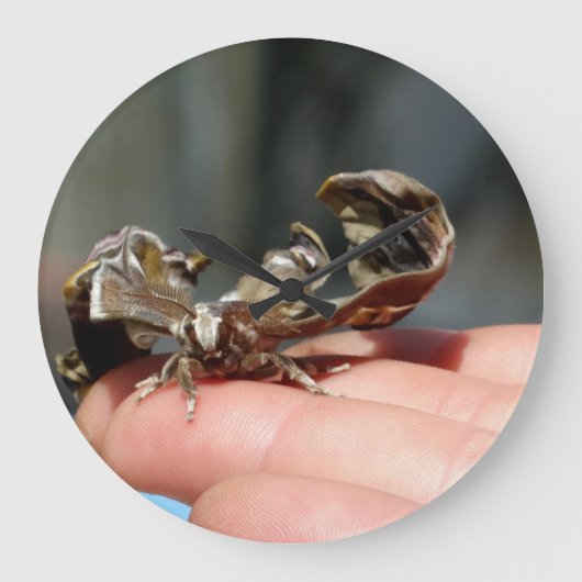 Brutaal Insecten Foto Baby Vlinder Grote Klok (Voorkant)