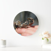 Brutaal Insecten Foto Baby Vlinder Grote Klok (Huis)