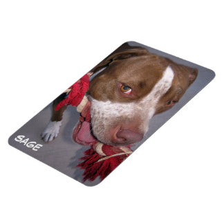 brutale Pitbull Magneet