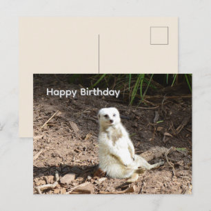 Brutale Witte Meerkat, Verjaardagsansichtkaart Briefkaart