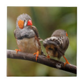 Brutale zebravinken zangvogels op tak tegeltje (Voorkant)