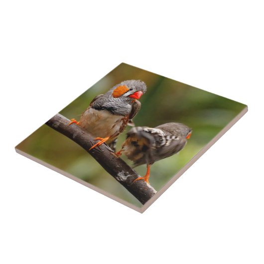 Brutale zebravinken zangvogels op tak tegeltje (Zijkant)