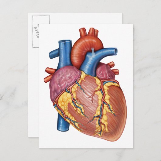 Bruto anatomie van het menselijk hart briefkaart (Voorkant / Achterkant)