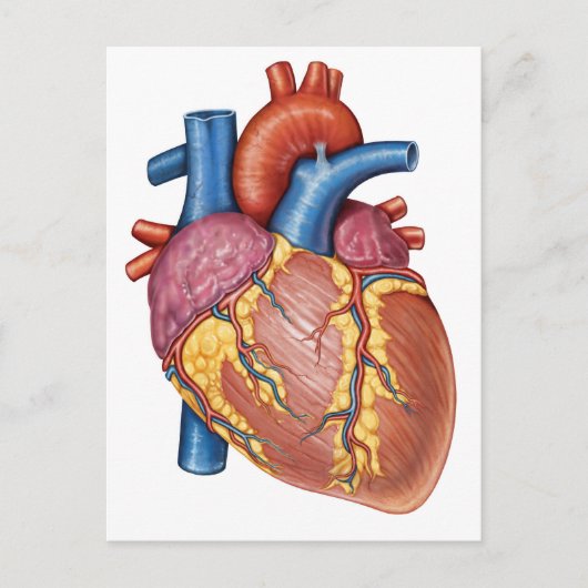 Bruto anatomie van het menselijk hart briefkaart (Voorkant)