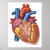 Bruto anatomie van het menselijk hart poster (Voorkant)