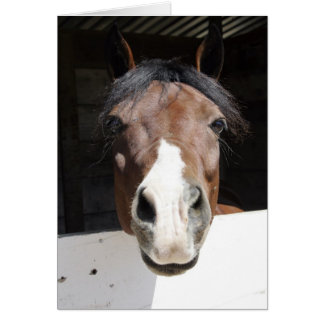 Brwon en wit paard in schuur