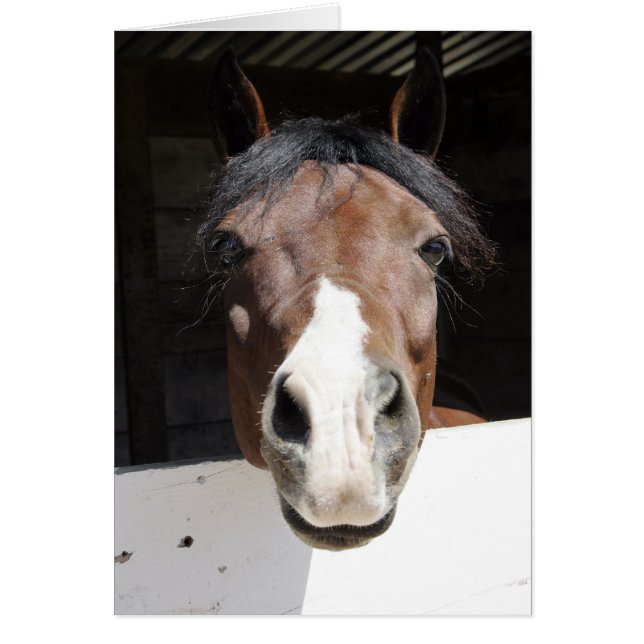 Brwon en wit paard in schuur (Voorkant)