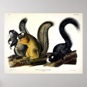 Bryant's Fox Squirrel door John James van Audubon Poster