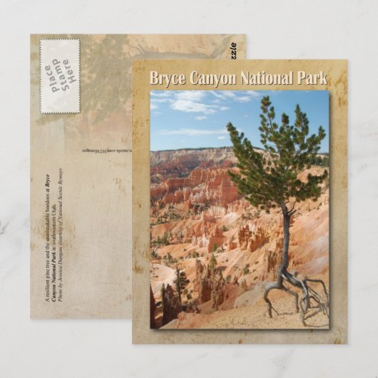 Bryce Canyon National Park, Utah Briefkaart (Voorkant / Achterkant)
