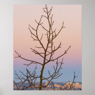 Bryce Canyon, Utah. Kale boom voor zonsondergang Poster