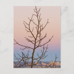 Bryce Canyon, Utah. Zijboom voor zonsondergang Briefkaart