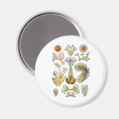 Bryozoa Magneet (Voorkant / Achterkant)