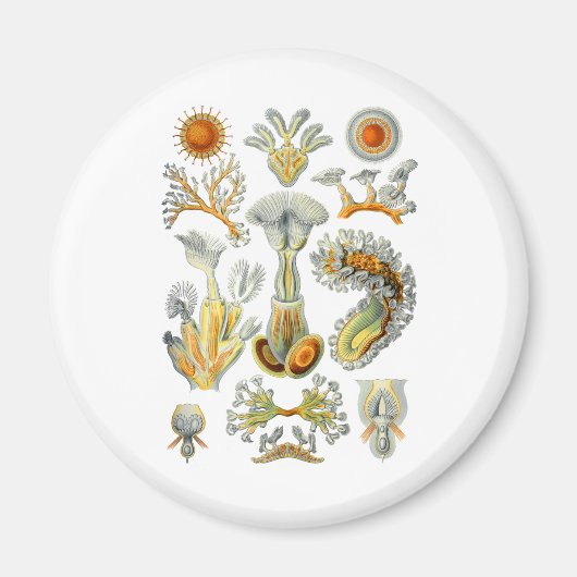 Bryozoa Magneet (Voorkant)