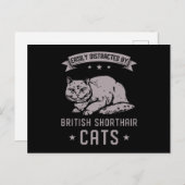 BSH British Shorthair Cat Briefkaart (Voorkant / Achterkant)