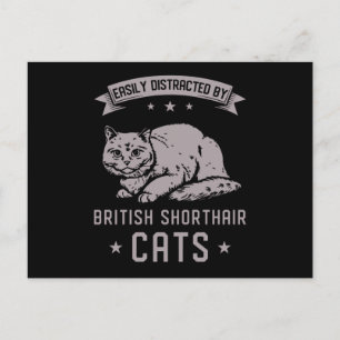 BSH British Shorthair Cat Briefkaart