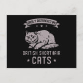 BSH British Shorthair Cat Briefkaart (Voorkant)