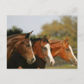 BTdrie kwartpaarden die hoofdschoten uitvoeren Briefkaart (Voorkant)