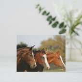 BTdrie kwartpaarden die hoofdschoten uitvoeren Briefkaart (Staand voorkant)