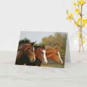 BTdrie kwartpaarden die hoofdschoten uitvoeren Kaart (Gele Bloem)