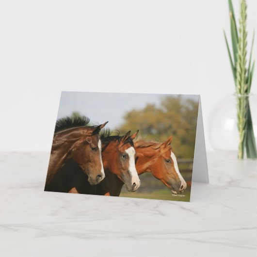 BTdrie kwartpaarden die hoofdschoten uitvoeren Kaart (Voorkant)