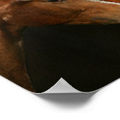 BTdrie kwartpaarden die hoofdschoten uitvoeren Poster (Hoek)