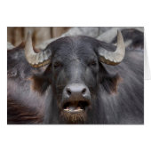 Bubalus bubalis (Voorkant Horizontaal)