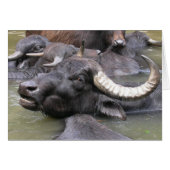 Bubalus bubalis (Voorkant Horizontaal)