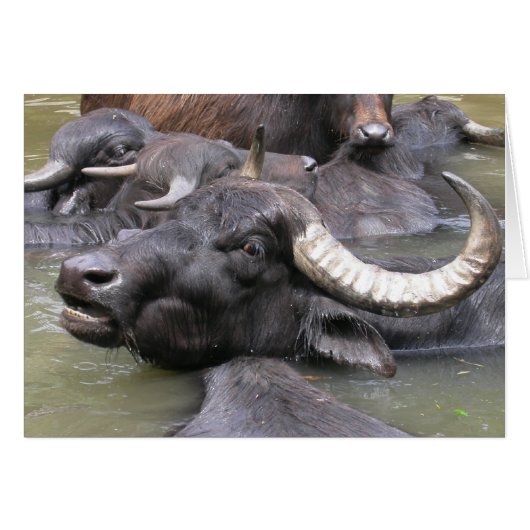 Bubalus bubalis (Voorkant Horizontaal)