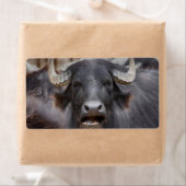 Bubalus bubalis etiket (Insitu)