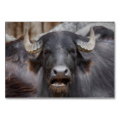 Bubalus bubalis kaart (Voorkant)