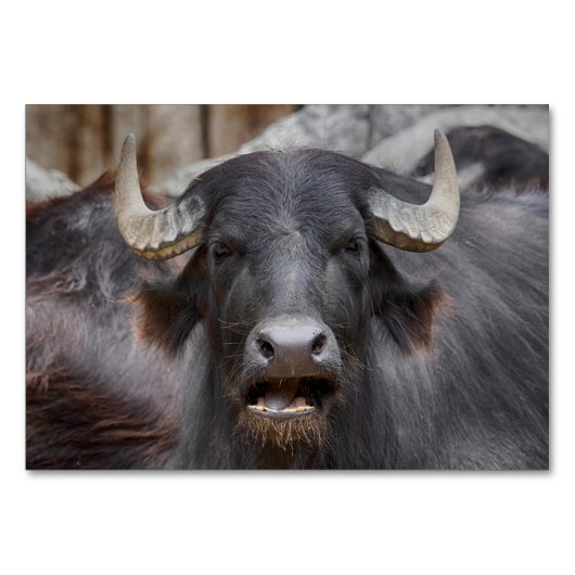 Bubalus bubalis kaart (Voorkant)