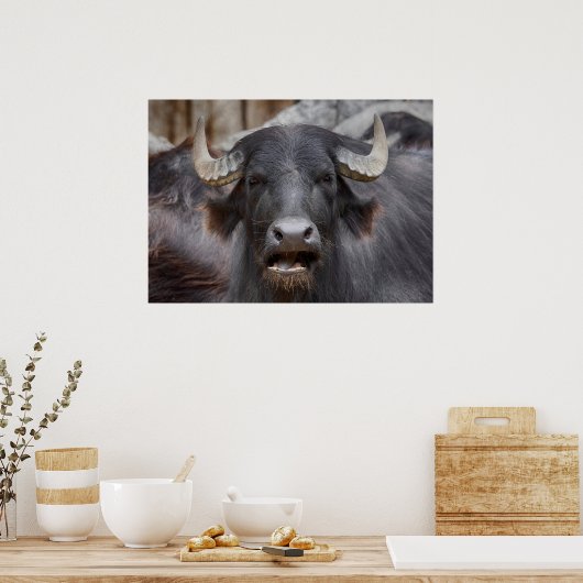 Bubalus bubalis poster (Keuken)