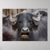 Bubalus bubalis poster (Voorkant)