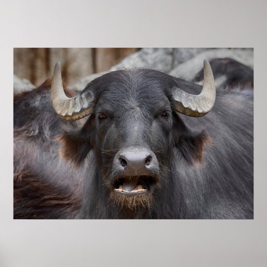 Bubalus bubalis poster (Voorkant)
