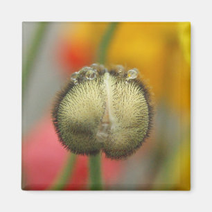 bubbelpapil magneet