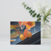Bubble Eye Goldfish Briefkaart (Staand voorkant)