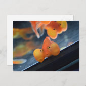 Bubble Eye Goldfish Briefkaart (Voorkant / Achterkant)