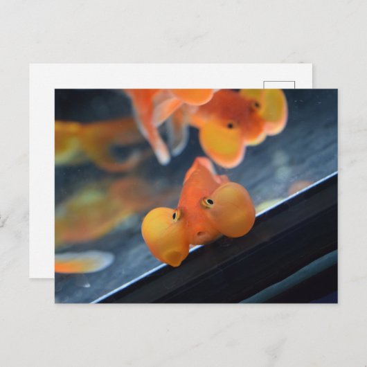 Bubble Eye Goldfish Briefkaart (Voorkant / Achterkant)