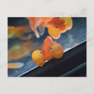 Bubble Eye Goldfish Briefkaart