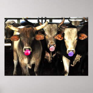 Bubble Gum Baling Rodeo Bull Koeien Westerne Kunst Poster