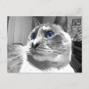 Bubble's Mesmerizing Blues Briefkaart