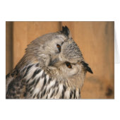 Bubo bubo sibiricus (Voorkant Horizontaal)