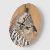 Bubo bubo sibiricus grote klok (Hoek)