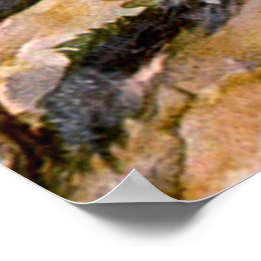 Buccaroos Poster (Hoek)