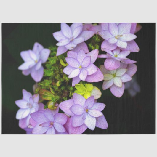 Buch van vele bloemblaadjes paarse bloemen tissuepapier (Voorkant)