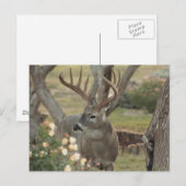 Buck Briefkaart (Voorkant / Achterkant)